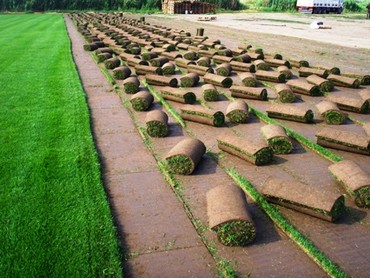 Çim Uygulama Çalışması